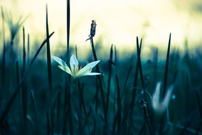 Close-up of flower blooming in field