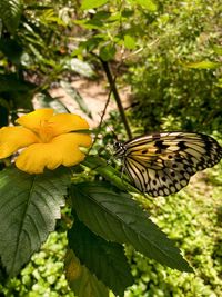 Close-up of butterfly on yellow flower