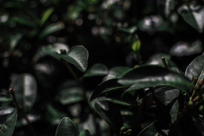 Close-up of green leaves on plant