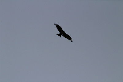 Low angle view of a bird flying