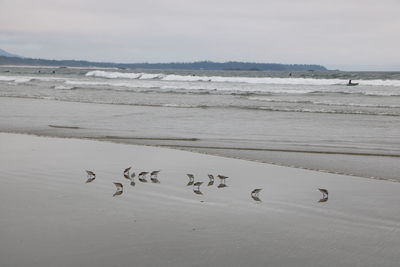 Flock of birds on beach