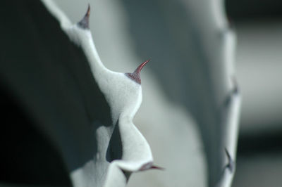 Close-up of cat on flower