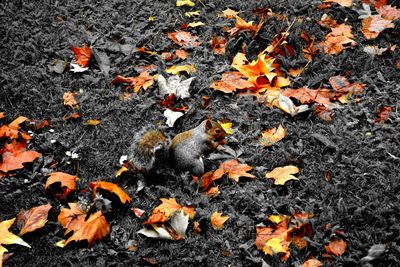 Autumn leaves on ground