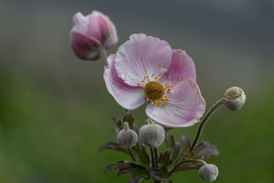 Close-up of pink flower buds