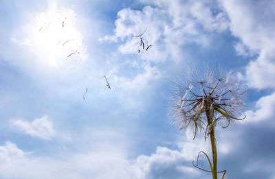 Low angle view of flowering plants against sky