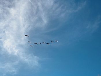 Low angle view of birds flying in sky