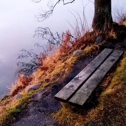 Bare trees on landscape