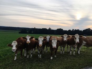 Cows standing on field against sky during sunset