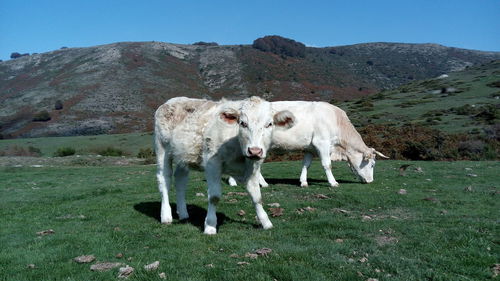 Cow grazing on field against mountain