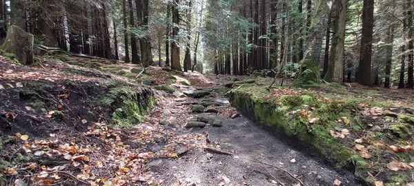 Footpath amidst trees in forest