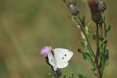 Close-up of butterfly pollinating on flower