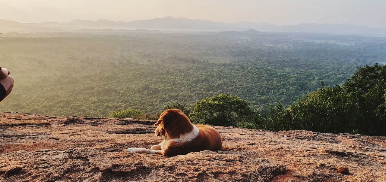 mountain, tree, mammal, vertebrate, animal themes, animal, scenics - nature, one animal, plant, beauty in nature, nature, environment, landscape, non-urban scene, tranquil scene, tranquility, day, mountain range, sitting, domestic animals, no people, outdoors