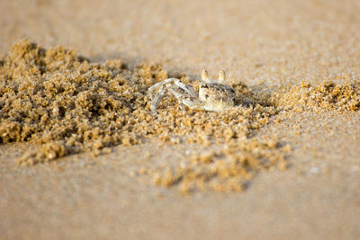 Close-up of animal on sand