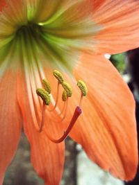 Close-up of orange flowers