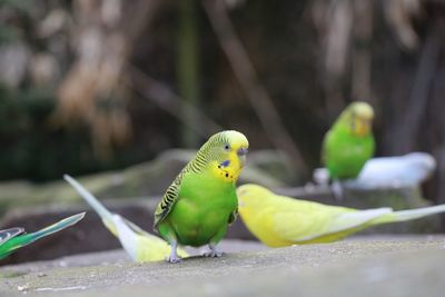 Close-up of parrot perching on leaf