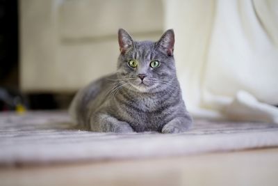 Portrait of cat relaxing on floor