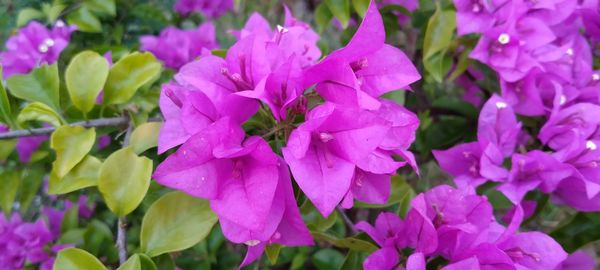 Close-up of pink flowering plants