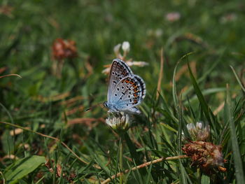 Close-up of butterfly pollinating on flower