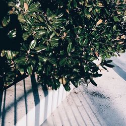 Plant growing on a tree