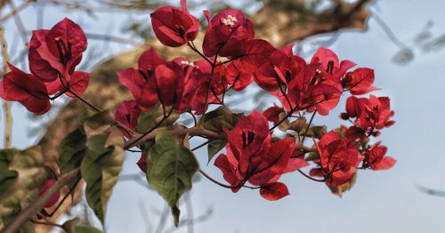 Close-up of red flowering plant