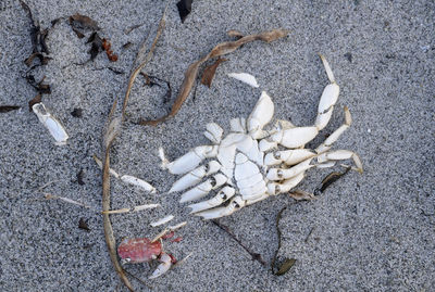 High angle view of crab on sand