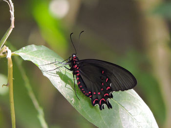 Close-up of butterfly perching on plant