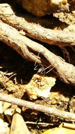 Close-up of lizard on tree