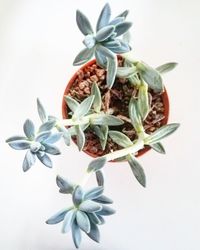 Close-up of flowers against white background