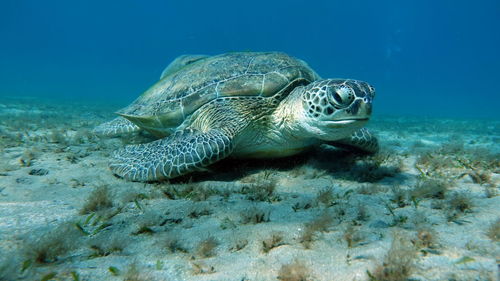 Big green turtle on the reefs of the red sea.