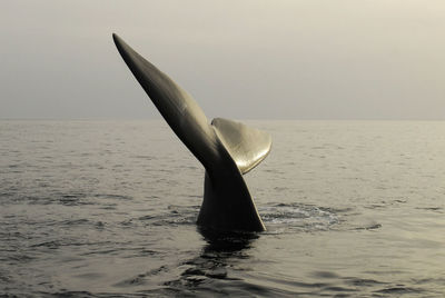 View of whale in sea against sky