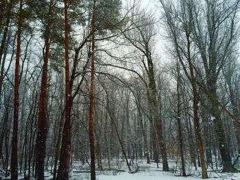 Bare trees on snow covered landscape