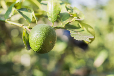 Close-up of fruit growing on tree