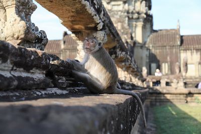 View of monkey sitting on stone wall