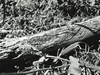 Close-up of branches