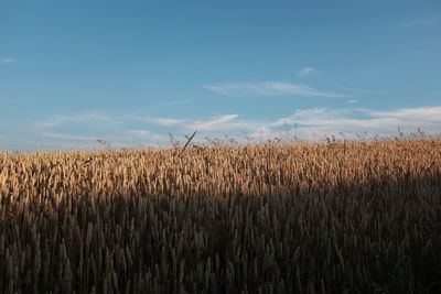 Scenic view of corn field against sky