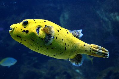 Close-up of fish swimming in sea