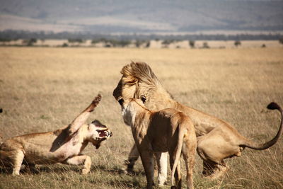 Lions in field