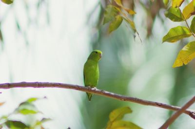 Close-up of bird perching on tree