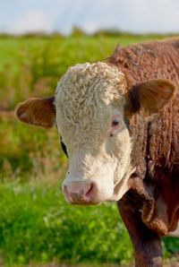 Close-up of cow