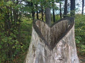 Close-up of tree in forest