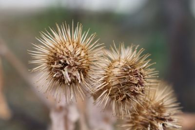 Close-up of thistle
