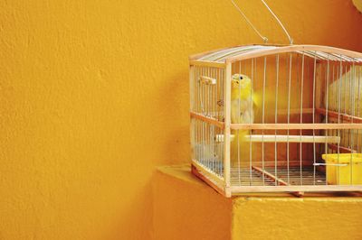 Bird in cage by yellow wall
