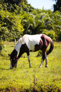 Side view of horse on field