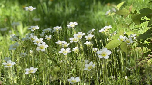 Close-up of white flowering plants on field