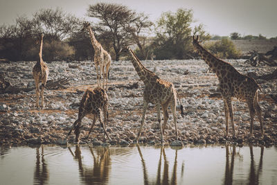 Giraffe standing on lake shore