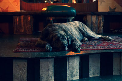 Dog sleeping on table