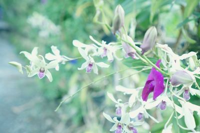 Close-up of purple flowering plant