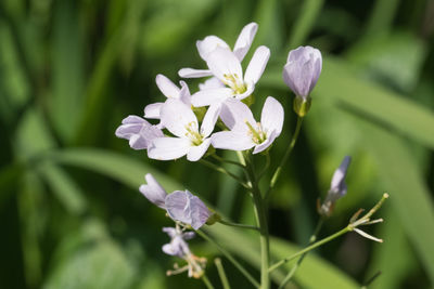 Close-up of purple flowering plant