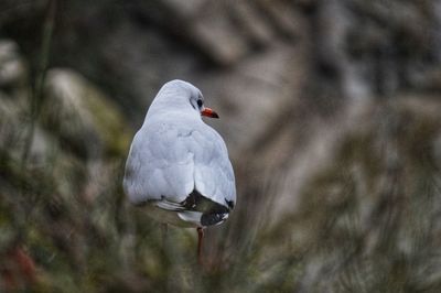 Close-up of pigeon perching