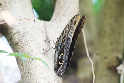 Close-up of butterfly on leaf